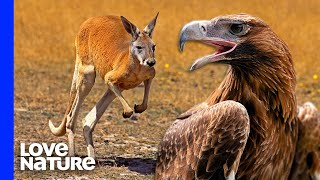 Australias Largest Eagle Attacks Kangaroo [upl. by Ardnek]