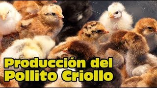 Producción de Pollito Criollo Bebe [upl. by Herbst]