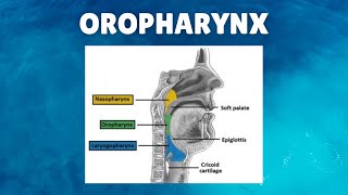 Oropharynx Anatomy  Definition Location Boundaries Lymphatics Functions [upl. by Ambie286]