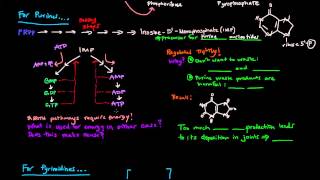 Purine and Pyrimidine Nucleotide Biosynthesis [upl. by Salvay]