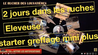 2 jours dans les ruches  éleveuse starter greffage miniplus pose des hausses et divisibles [upl. by Luzader]