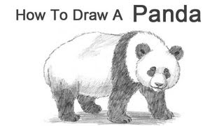 How to Draw a Panda [upl. by Mirella]