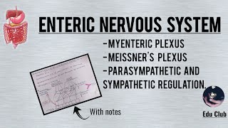 Enteric Nervous System  Myenteric plexus  Meissners plexus [upl. by Ttenneb]