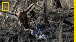 Hungry Eagle vs Venomous Cobra  National Geographic [upl. by Maurits]