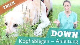 HUNDETRICK Kopf auf Boden ablegen  Hund Tricks beibringen  DOWN Trick [upl. by Oluap]