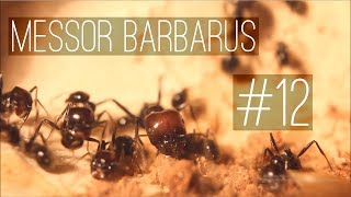 Messor barbarus  12  The Last Formicarium Expansion [upl. by Oiluarb726]