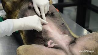 SpayNeuter Surgery Incision Placement [upl. by Blackman]