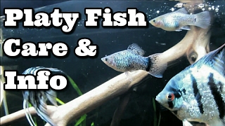 Platy Fish Care and Information [upl. by Niobe]