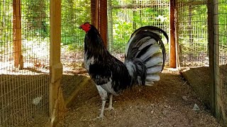 Miner Blue Gamefowl Rooster Gallos [upl. by Asenaj359]