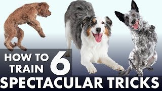 6 Impressive Dog Tricks That Are Easier Than You Think [upl. by Noirred949]