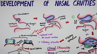 Development Of Nasal Cavities  Embryology [upl. by Olivann567]