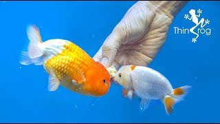 4 Best Goldfish Foods [upl. by Adehsar]