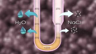 Urine Formation [upl. by Rolfston]