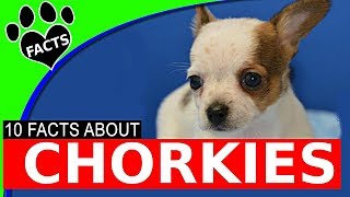 10 Fascinating Facts About Chorkies  Chihuahua Yorkie Mix Dog Breed [upl. by Anauqes]