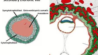 Lifes First Link A Comprehensive Overview of Placental Growth [upl. by Lauree]