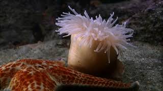 Cnidarians  Anemone Swims Away from Sea Star [upl. by Zach]