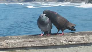 Pigeons courting mating [upl. by Chaddie]