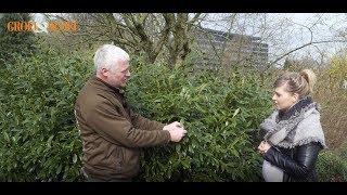 Laurierkers of Prunus laurocerasus snoeien en verjongen [upl. by Emmott]