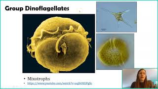 Introduction to Protists [upl. by Eadnus]