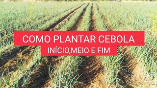 Como plantar cebola  INÍCIOMEIO E FIM [upl. by Oinotnaesoj]