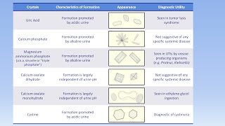 Interpretation of the Urinalysis Part 3  Microscopy and Summary [upl. by Bina]