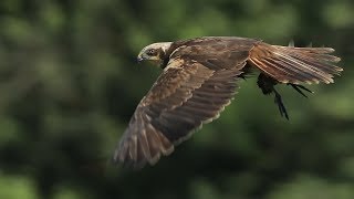 Different Marsh Harriers in Flight [upl. by Mata]