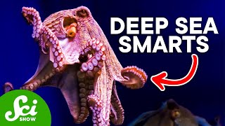 Why The Octopus is So Incredibly Intelligent [upl. by Akkimat863]