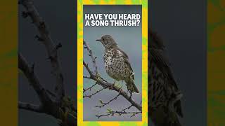 Song Thrush singing [upl. by Henrie]