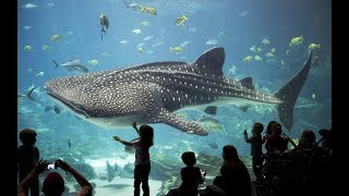 Discover the Spectacular Wonders of The Georgia Aquarium  Atlanta USA [upl. by Acemat]