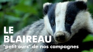 LE BLAIREAU quotpetit oursquot de nos campagnes European Badger [upl. by Amadeo372]