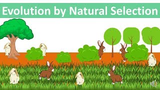 Evolution by Natural Selection updated [upl. by Chuch]