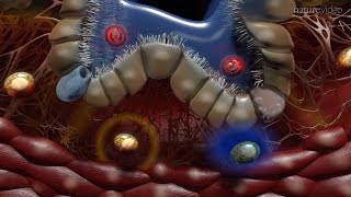 IMMUNE RESPONSE TO BACTERIAL INFECTION Innate vs Adaptive [upl. by Cooke531]