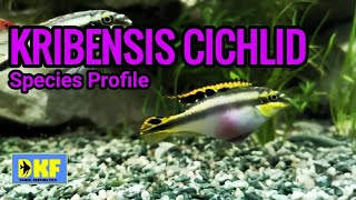 Kribensis Cichlid species profile [upl. by Lohner]