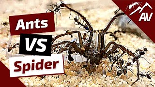 Camponotus Nicobarensis ANTS VS BIG SPIDER [upl. by Harraf]