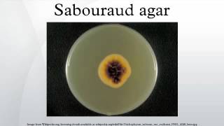 Sabouraud agar [upl. by Aleedis]