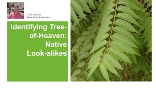 TreeofHeaven Native Lookalikes [upl. by Ehcor]