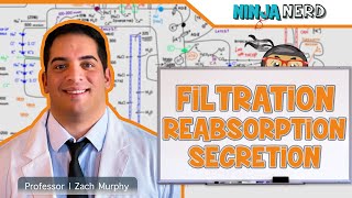 Renal  Filtration Reabsorption and Secretion Overview [upl. by Litsyrk290]