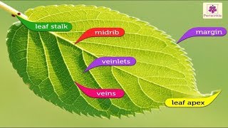 Structure of A Leaf  Environmental Studies Grade 4  Periwinkle [upl. by Monetta211]