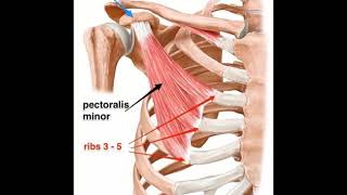 Two Minutes of Anatomy Pectoralis Minor [upl. by Gapin]