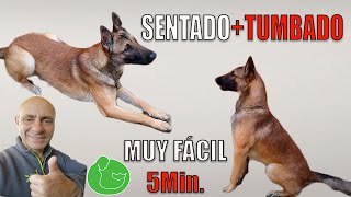 ENSEÑA a tu PERRO a SENTARSE y TUMBARSE Técnica Profesional [upl. by Ikcin]