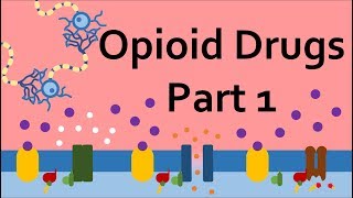 Opioid Drugs Part 1 Mechanism of Action [upl. by Melessa]