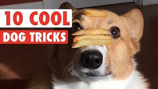 10 Cool Dog Tricks  Awesome Compilation [upl. by Summons]