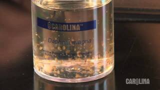 How to Care for Daphnia [upl. by Alyhc]