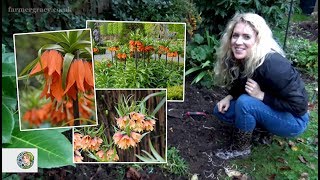 How to plant Fritillaria imperialis or Crown Imperial bulbs  FarmerGracycouk [upl. by Saloma]