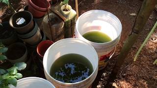 How to grow Green Water Algae [upl. by Maren]