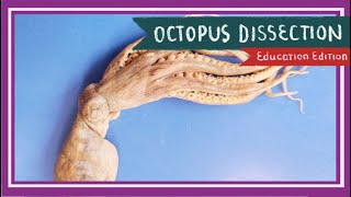 Octopus Dissection  The Tentacles of Today EDU [upl. by Early]