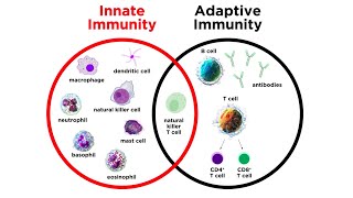 Introduction to Innate Immunity [upl. by Ashien]