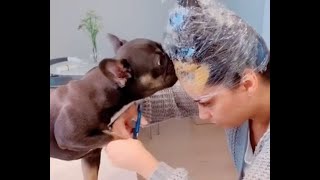 Woman Smears Peanut Butter on her Forehead to Distract her pet Dog While Cutting Their Nails [upl. by Ejrog]