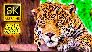 Visit to the Zoo in 8K ULTRA HD  An Amazing Zoo Trip [upl. by Dael]