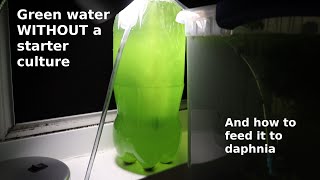 Green Water WITHOUT a Starter Culture  From Scratch  How To [upl. by Brasca]